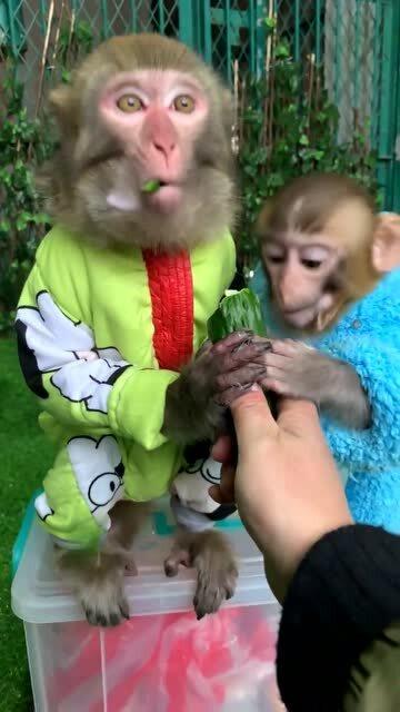 小猴子吃瓜的视频,萌态十足引网友爆笑