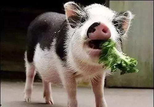 小猪吃哈米瓜会死吗视频,揭秘生死之谜