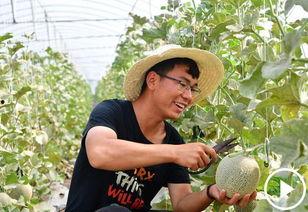 兰考吃瓜视频,揭秘当地特色美食背后的故事