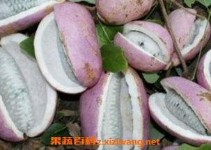 八月瓜如何吃呀好吃视频,视频教你轻松享美食