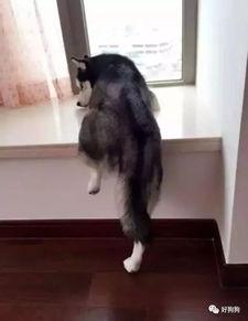 吃瓜群众二哈摸头视频,吃瓜群众直呼可爱