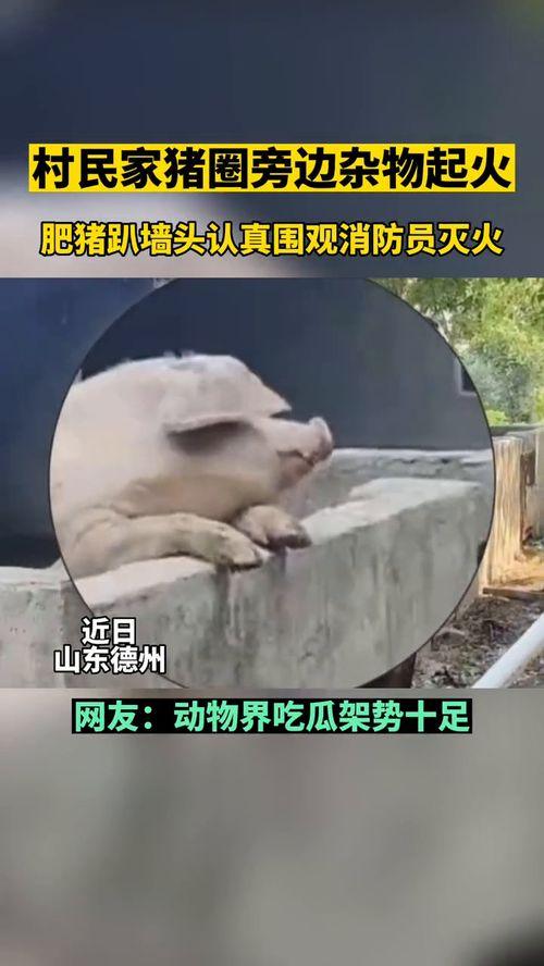 动物吃瓜群众的真实视频,动物界的“美食探险记”