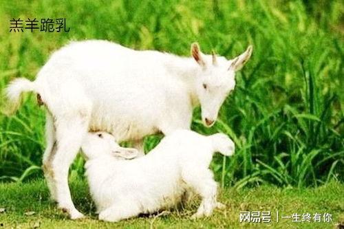 小羊视频吃瓜是真的吗知乎,真相揭秘