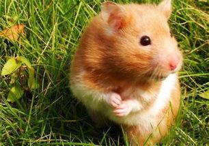 金丝熊可以吃嫩瓜吗视频,探索小宠物的美食新选择