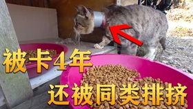 巫山吃瓜视频,揭秘当地特色美食背后的故事