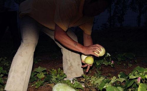 吃瓜偷瓜贼视频,吃瓜群众围观热议