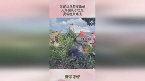 大妈边境吃瓜原视频,揭秘边境风情与日常生活